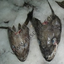 chilean seabass head - product's photo
