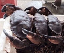 stone crab - product's photo