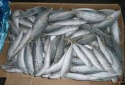 frozen horse mackerel fish - product's photo