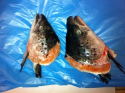 tuna head v cut - product's photo