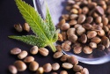 cbd hemp seeds - product's photo