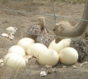 ratites birds  - product's photo