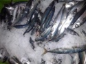 frozen mackerel wr s - product's photo