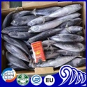  frozen sea caught whole round bonito fish - product's photo