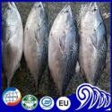 block shape frozen bonito fish whole round - product's photo