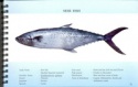 surmai fish - product's photo