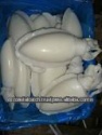 frozen whole round cuttlefish - product's photo