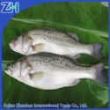 frozen chilean seabass whole round - product's photo