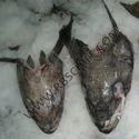chilean seabass head - product's photo