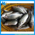 frozen seabass - product's photo