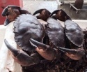 stone crab - product's photo
