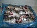 frozen salmon heads 400+ v-cut - product's photo