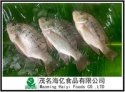  frozen black tilapia - product's photo