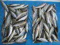 frozen horse mackerel fish - product's photo