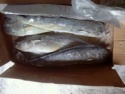 coryphaena hippurus - product's photo
