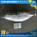 frozen bonito tuna - product's photo