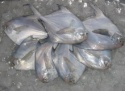 fresh white pomfrets_silver pomfrets - product's photo