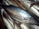 frozen w/r striped bonito - product's photo