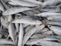 iqf round scad or muroaji whole round - product's photo